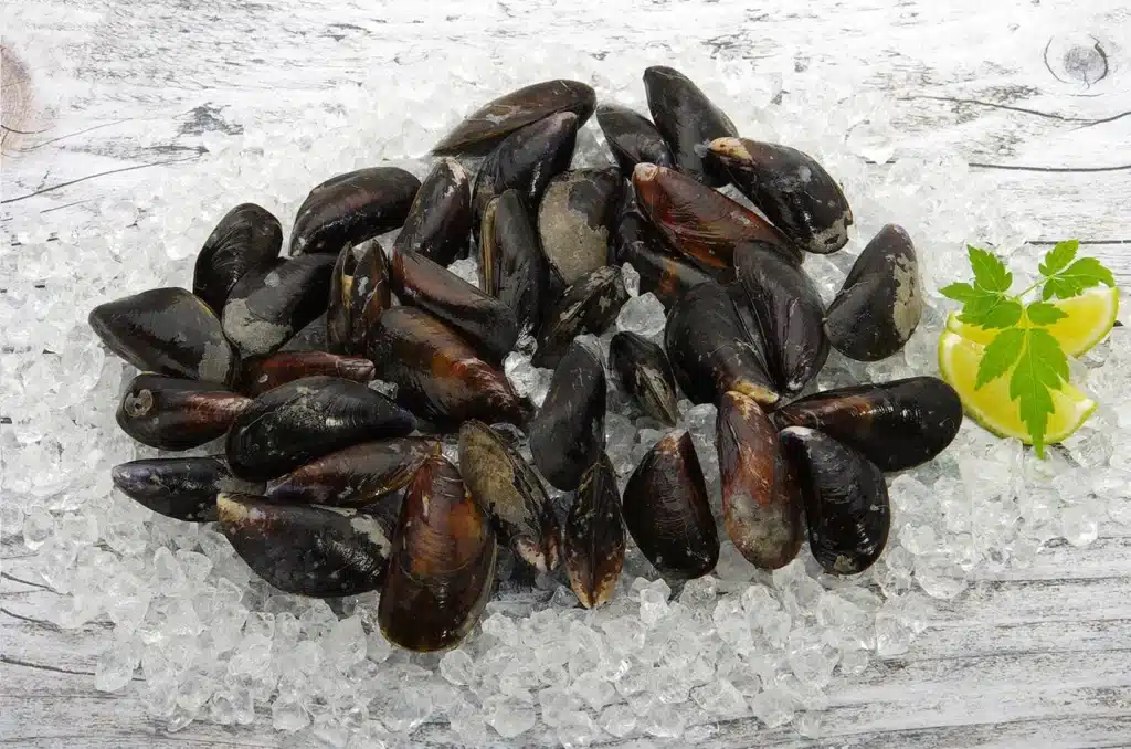 KARNERTA_CERNYS_Miesmuscheln
